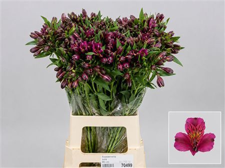 Alstro Columbia Purple