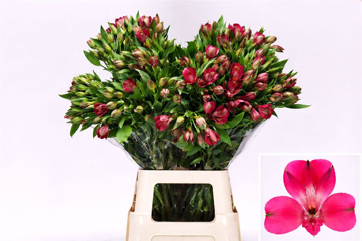 Alstroemeria