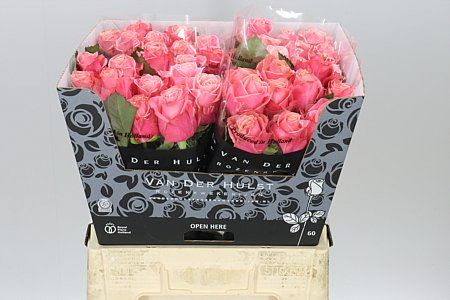 Roses